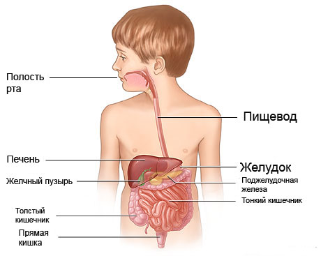 диетический стол номер 5 при панкреатите