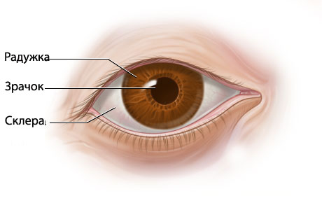 Коньюктивитная Полость Глаза Где Находится Фото