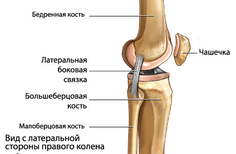 Малоберцовой связки коленного сустава Малоберцовой связки коленного сустава
