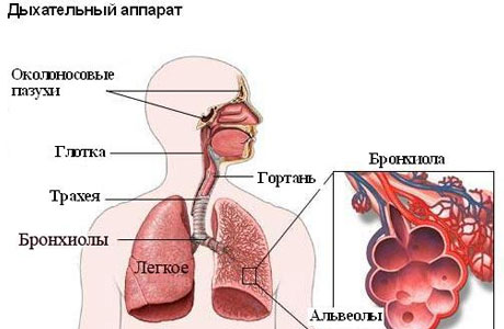 Обструктивный бронхит у детей