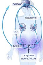 планировщик диет