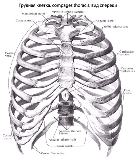 Структура грудной клетки