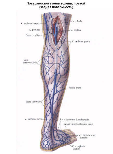 Карта вен нижних конечностей. Малоберцовая Вена анатомия. Вена сафена Магна анатомия. Большая подкожная Вена ноги (Vena saphena Magna). Подкожная Вена нижней конечности анатомия.