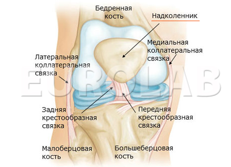 Лечение перелома надколенника в домашних условиях thumbnail