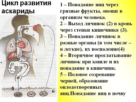Аскариды