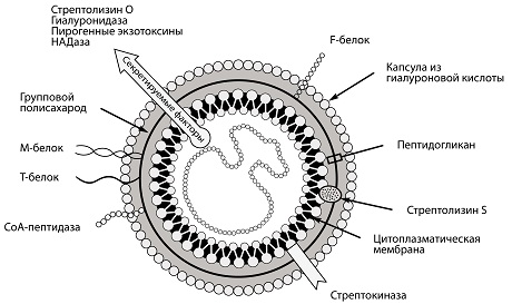 Рожа у детей