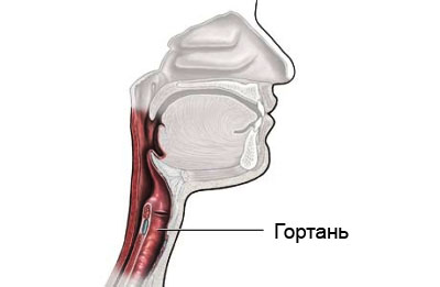 гортань