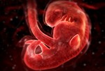 Развитие эмбриона на 4 неделе.
В этот период беременности становятся более четкими очертания лица и шеи. Продолжают развиваться сердце и кровеносные сосуды. Начинают формироваться легкие, желудок и печень. На этом этапе домашние тесты на беременность показывают положительный результат.