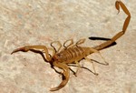 Яд аризонского скорпиона – очень опасен