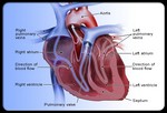 Как работает сердце?
Прежде чем приступить к заболеваниям сердца, сначала нужно разобраться, как работает сердце. Для сердца, как и любой другой мышцы, необходима кровь, которая поставляет кислород и все питательные вещества, необходимые для правильной работы органа. Сердце делает около 100 000 ударов в день, качая кровь по сосудам. Циркулирующая кровь разносит свежий кислород, поступаемый из легких, и питательные вещества во все ткани организма. Кроме того, кровь выносит из тканей организма ненужные вещества, например, углекислый газ. Без этого процесса, мы не смогли бы жить.