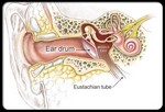 Анатомические особенности воспаления во внутреннем ухе.
Евстахиева труба (Eustachian tube) – это канал, соединяющий среднее ухо (Middle ear) с горлом. Она (труба) также, как нос и горло, покрыта слизью, и помогает выводить жидкость из среднего уха в носовой канал. Насморк, грипп или аллергия могут вызывать раздражения Евстахиевой трубы, тем самым способствуя ее опуханию.