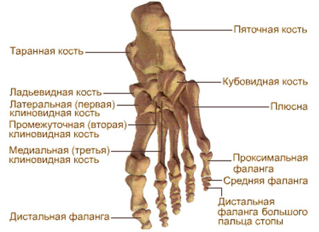 Плюсна Где Находится У Человека Фото