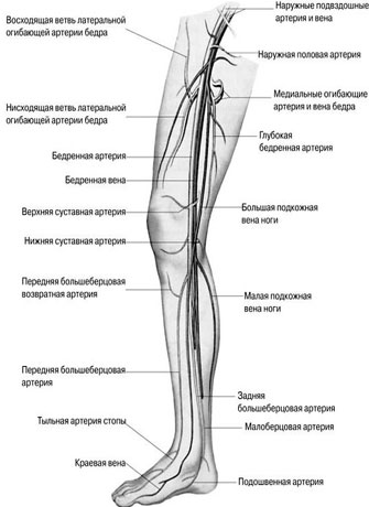 Расположение вен на ногах человека схема