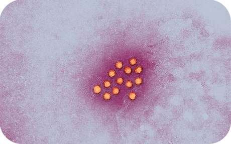 Гепатит в культивирование и репродукция