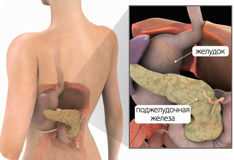 поджелудочная железа