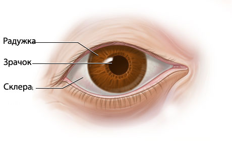 Демодекоз глаз офтальмодемодекоз лечение thumbnail
